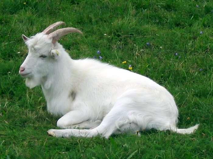 Danish -Landrace Goats