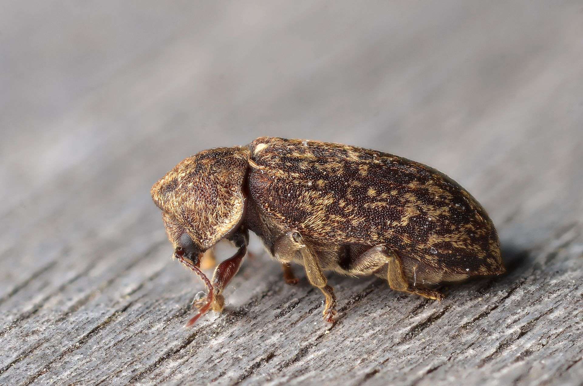 Deathwatch Beetle