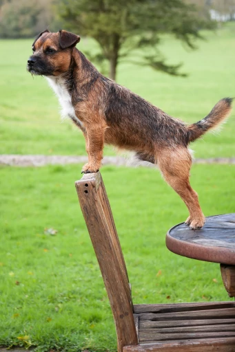 dog border terrier
