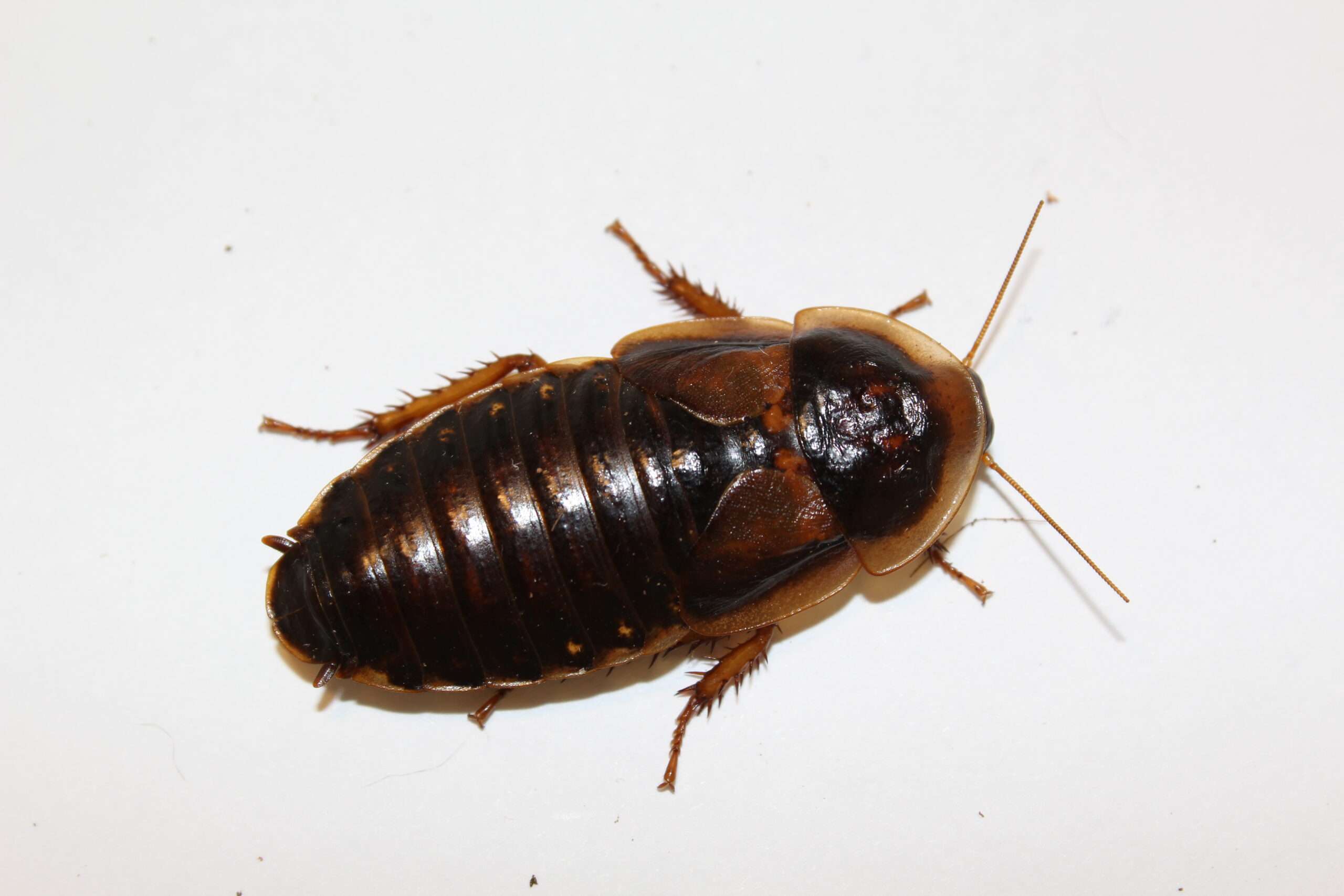 Dubia Cockroaches