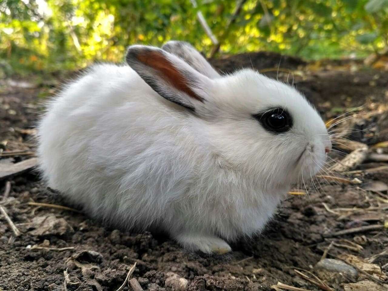 Dwarf Hotot Rabbit 