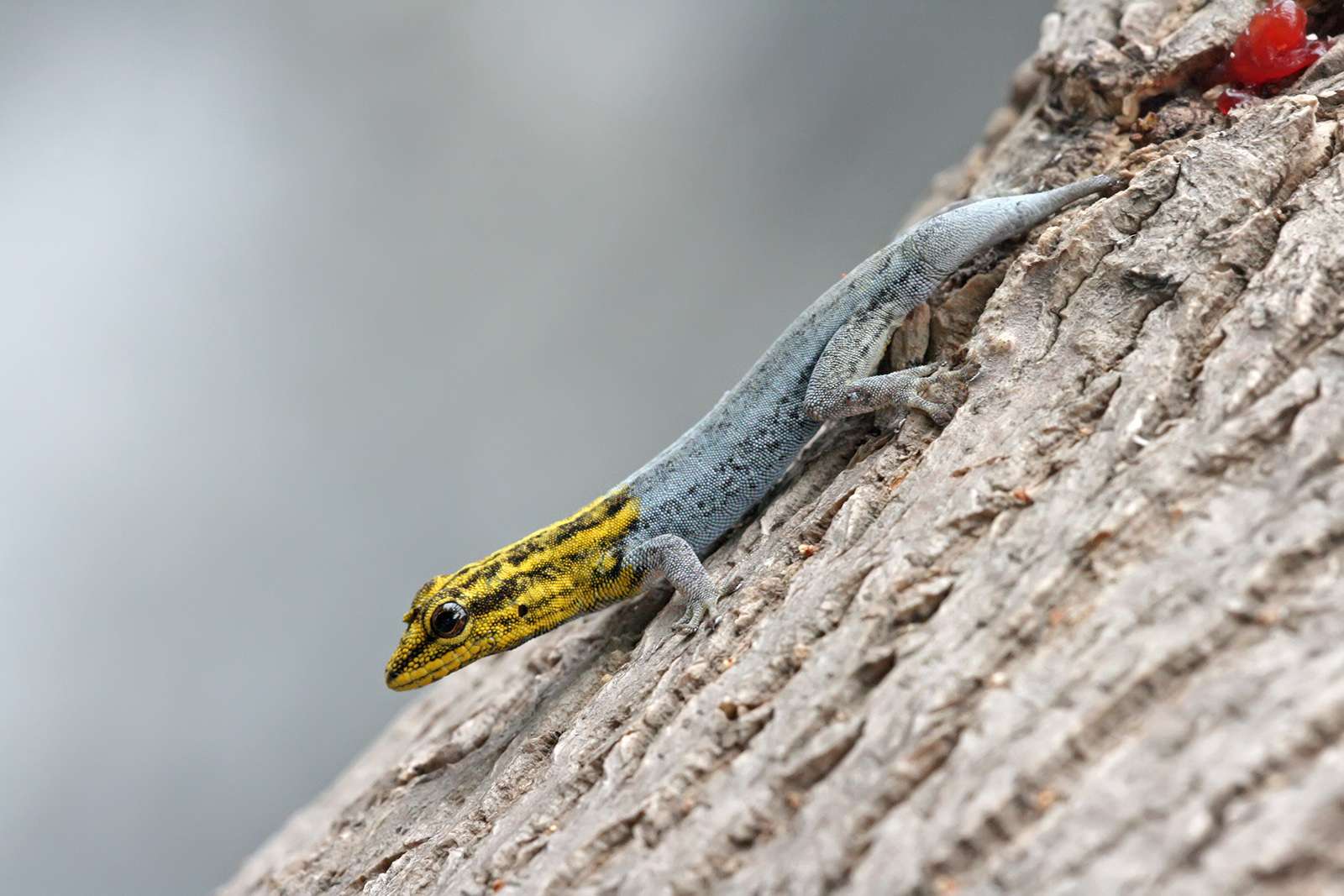 Dwarf_Yellow-headed_gecko
