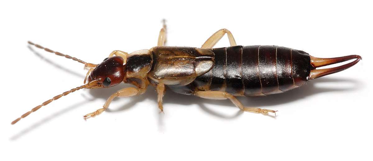 earwig bug