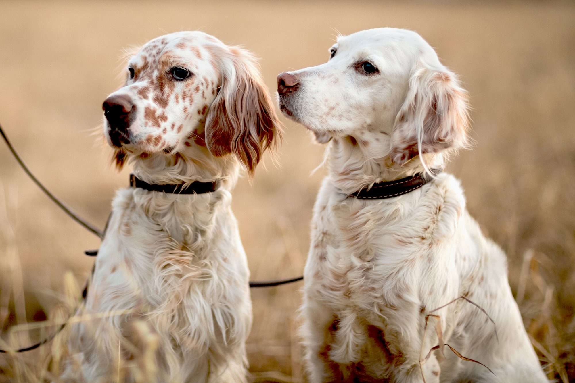 English Setter