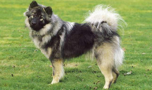 Eurasier dog
