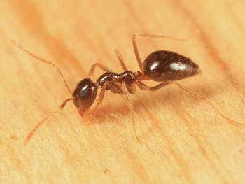 False Honey-Ants