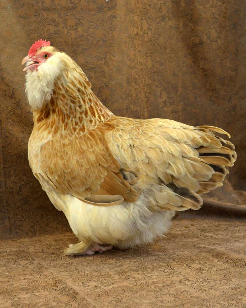 Faverolle-chicken