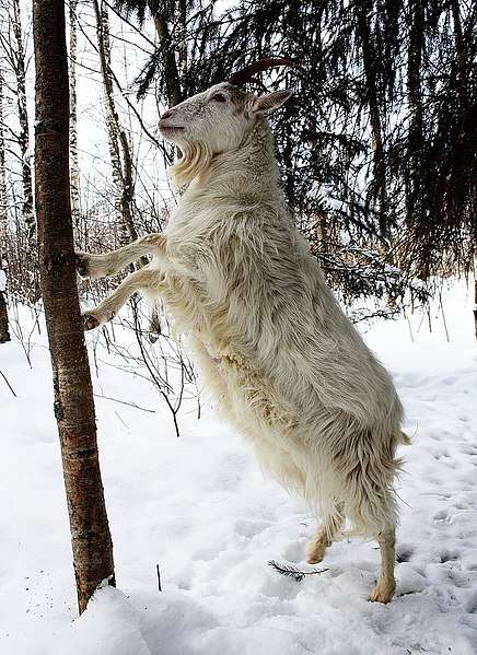 Finnish_Landrace_goat_in_winter