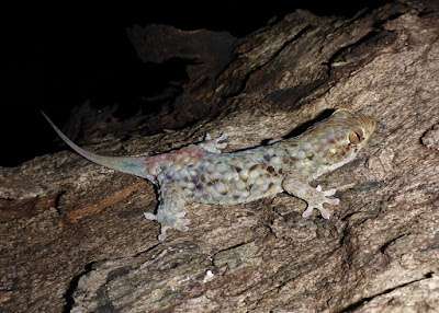 Fish scale gecko