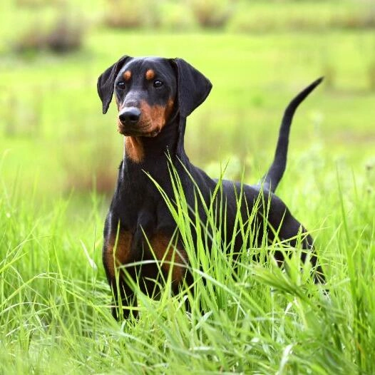 German Pinscher