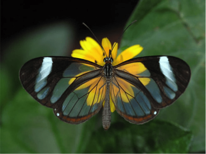 Glasswinged Butterfly