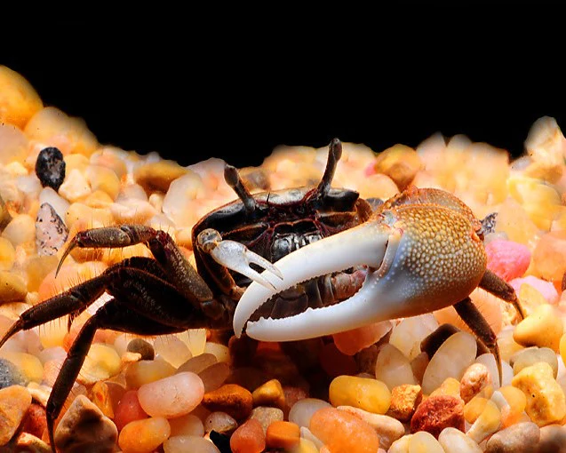 Gold-Claw Crab