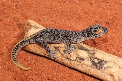 Golden tail Strophurus Gecko