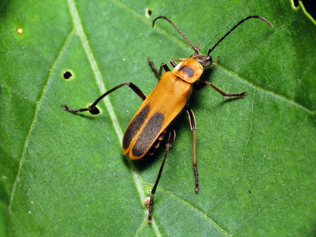 Goldenrod-Soldier Beetle