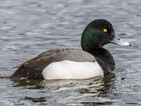 Greater-Scaup Duck
