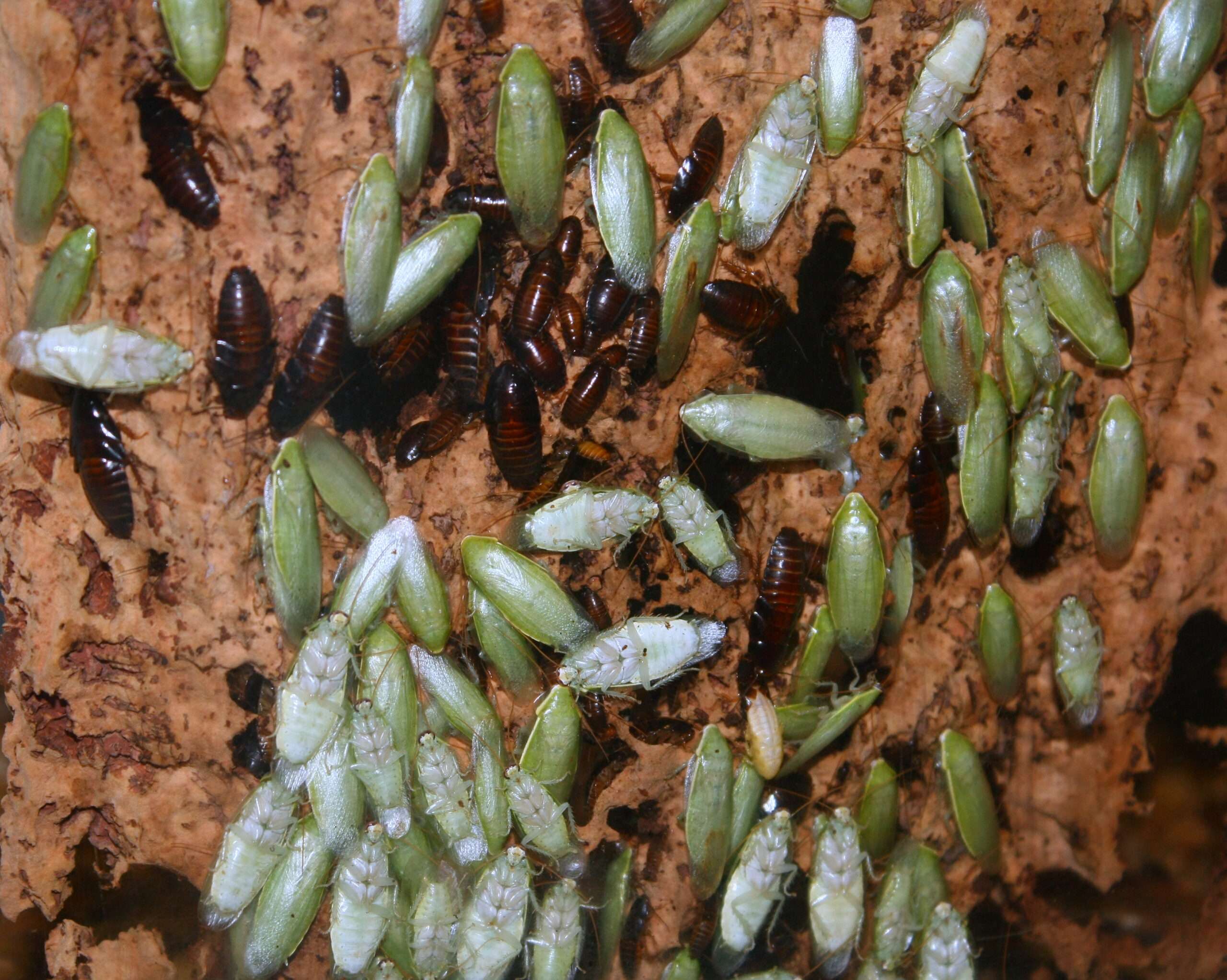 Green Banana Cockroach (Panchlora sp.)