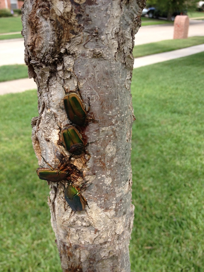 Green-june-beetles