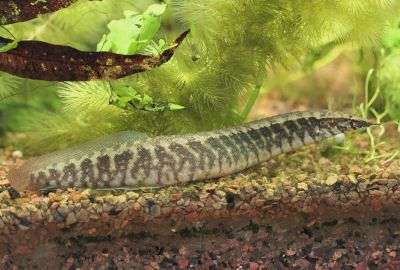 Half Banded Spiny Eel