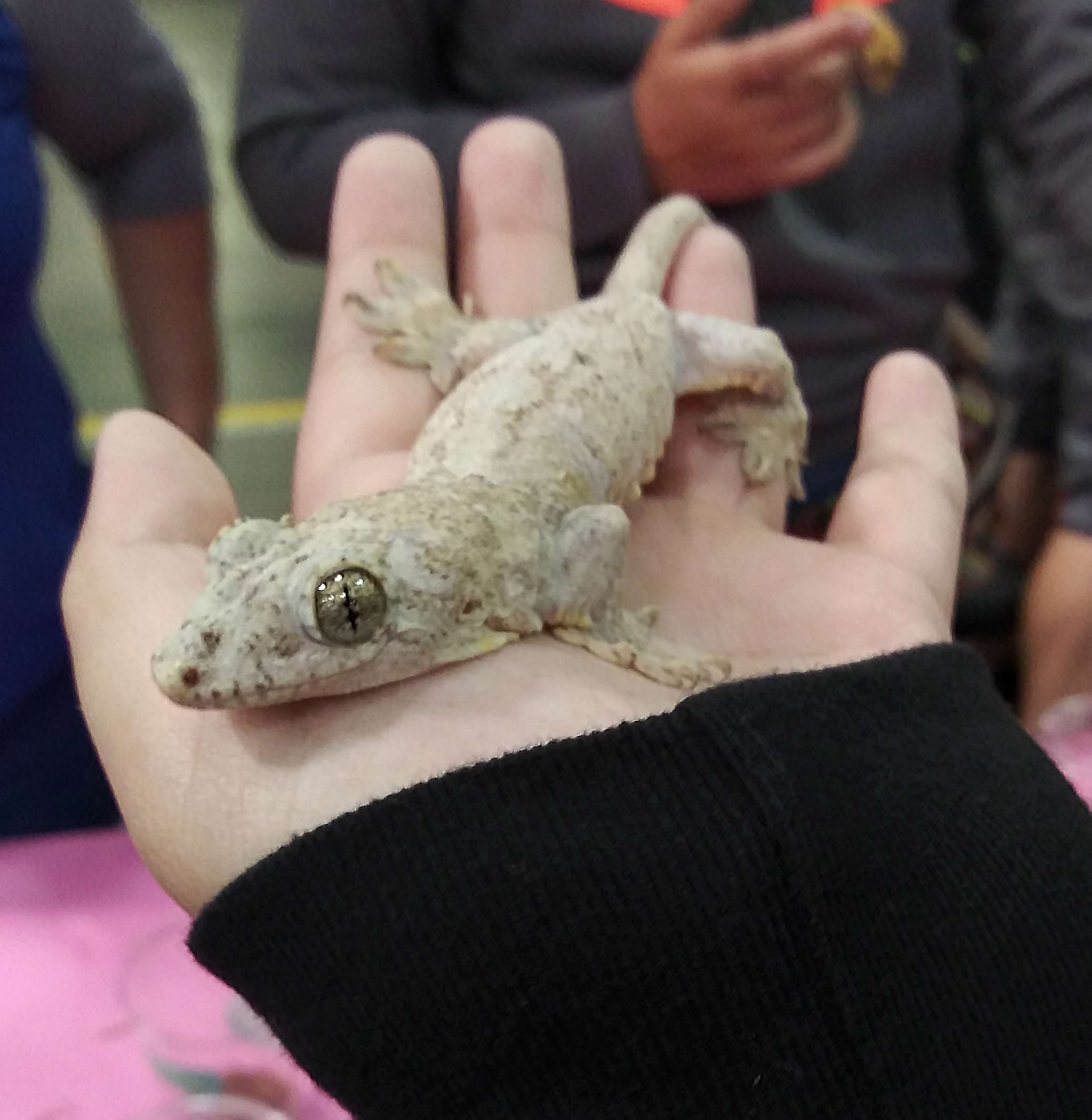 Halmahera Geckos