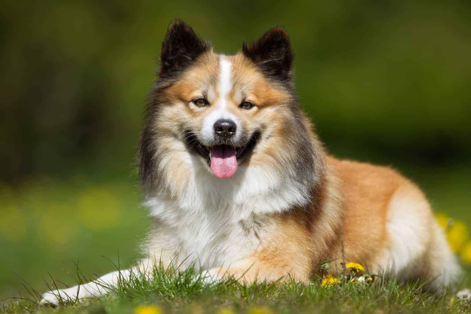 Icelandic Sheepdog
