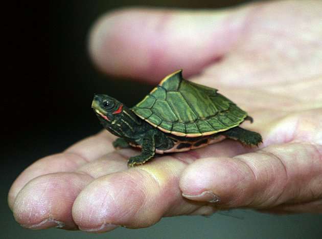 Indian Tent turtles