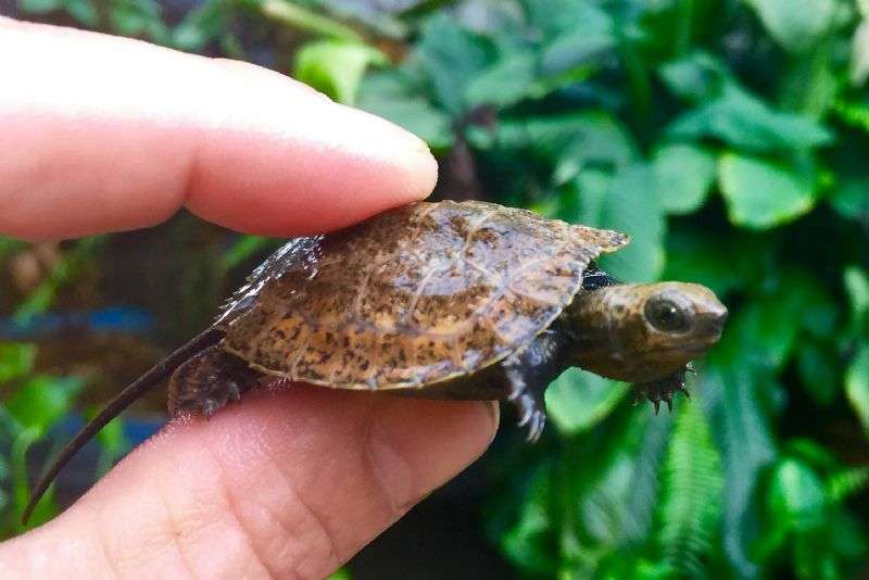 Japanese Pond-Turtle
