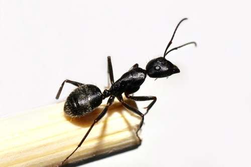 Japanese carpenter ant