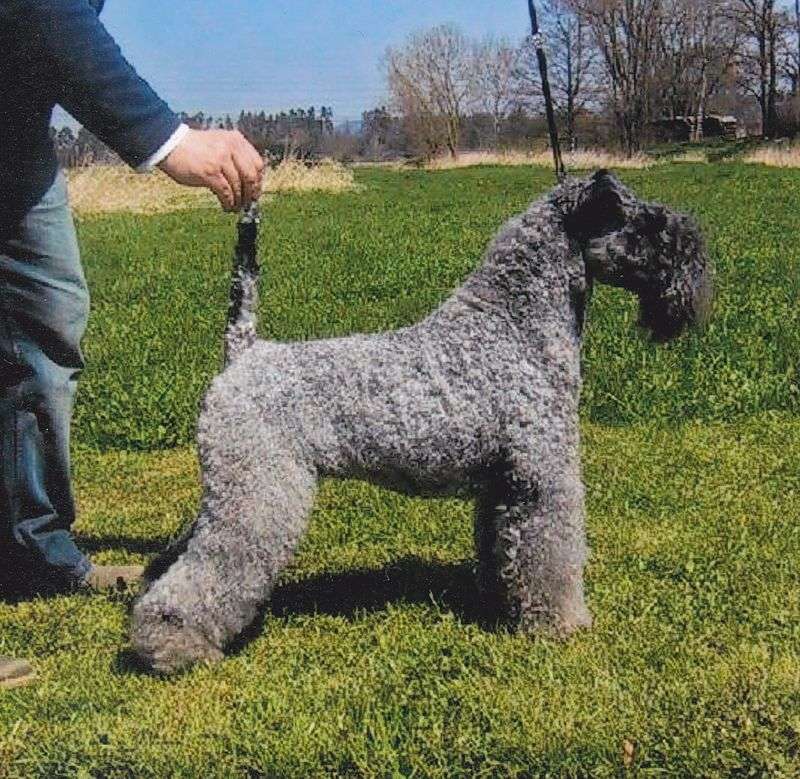 Kerry-Blue-Terrier