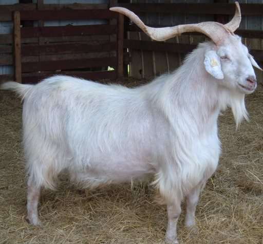 Kiko-Goat-Farming.