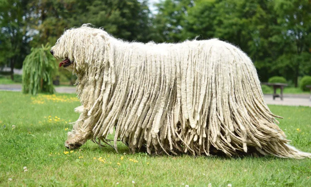 Komondor dog