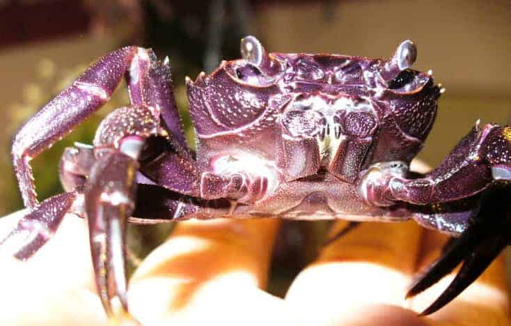Matano-crab