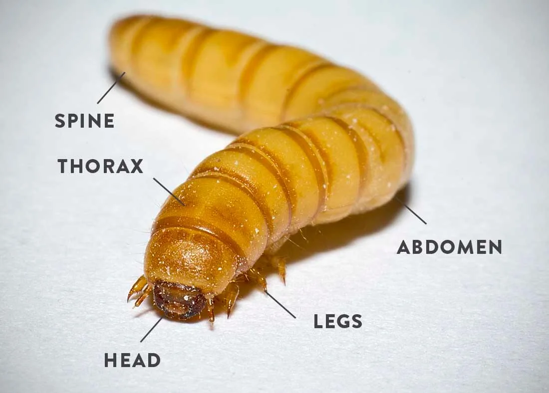 Mealworm-bug