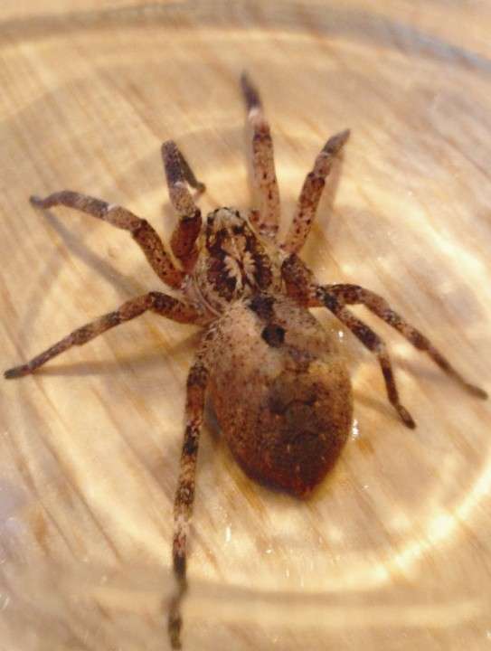 Mediterranean- Spiny False Wolf Spider