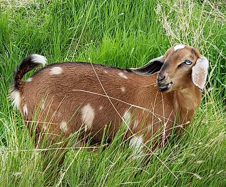 Mini Nubians goat
