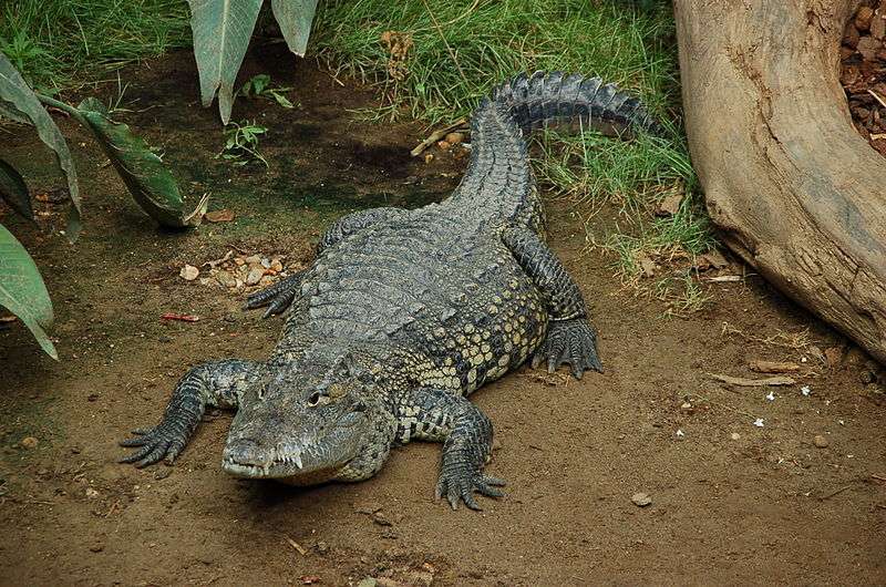 Morelet’s-Crocodiles