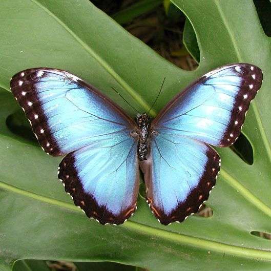 Morpho-butterfly
