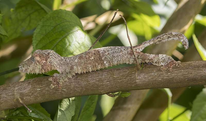 Mossy Leaf-tailed Geckos.