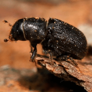 Mountain-Pine-Beetle