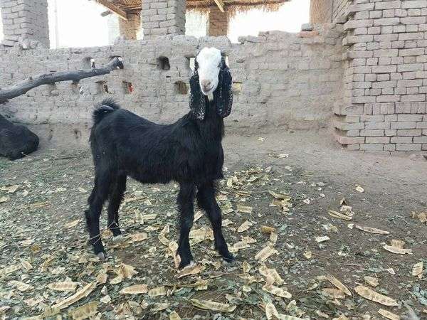 Nachi Goats