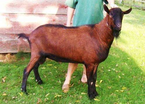 Oberhasli-Goat
