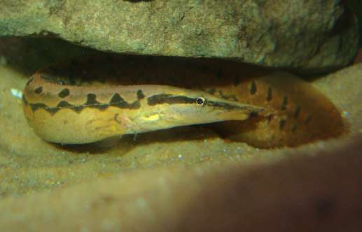 Ocellated Spiny-Eel