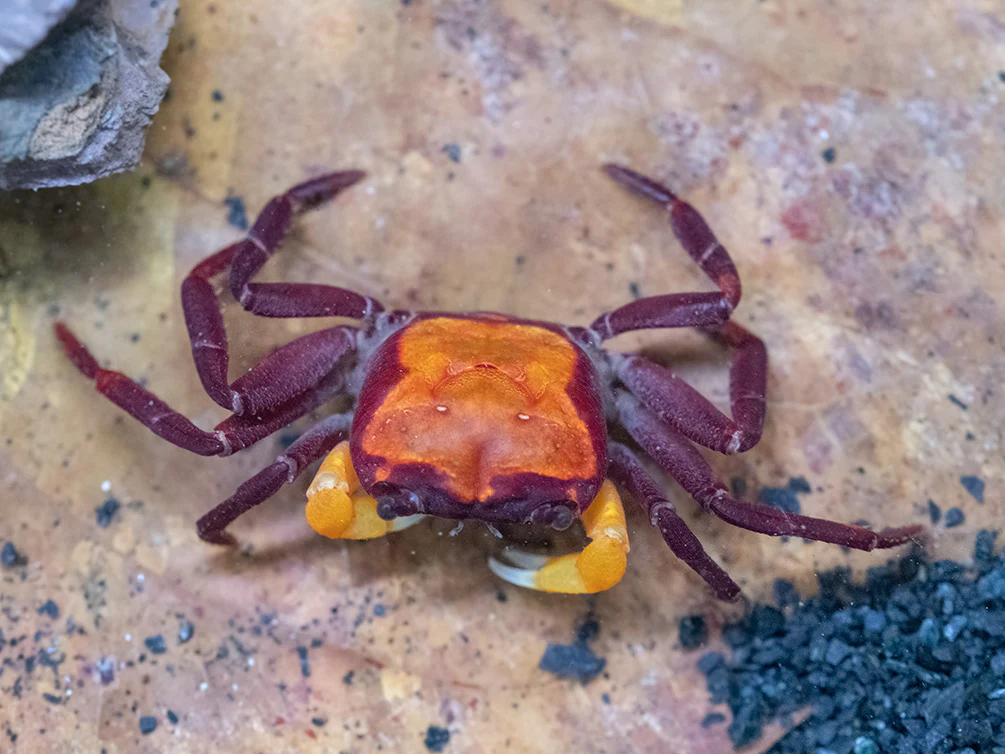 Orange Arm-Borneo Crab