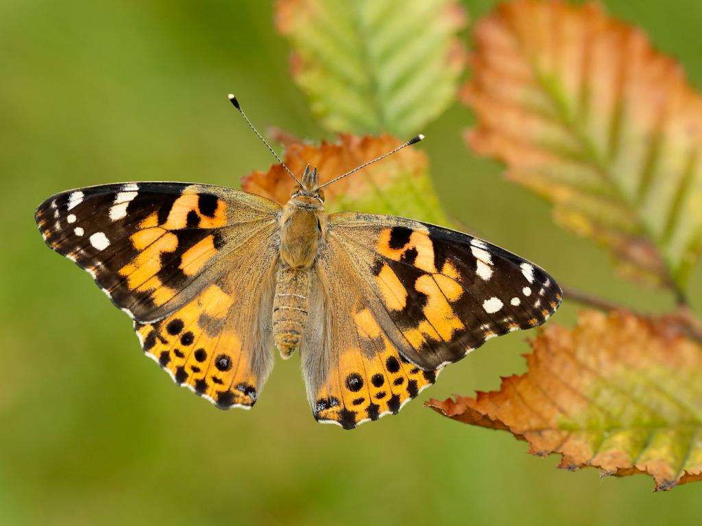 Painted-Lady Butterfly