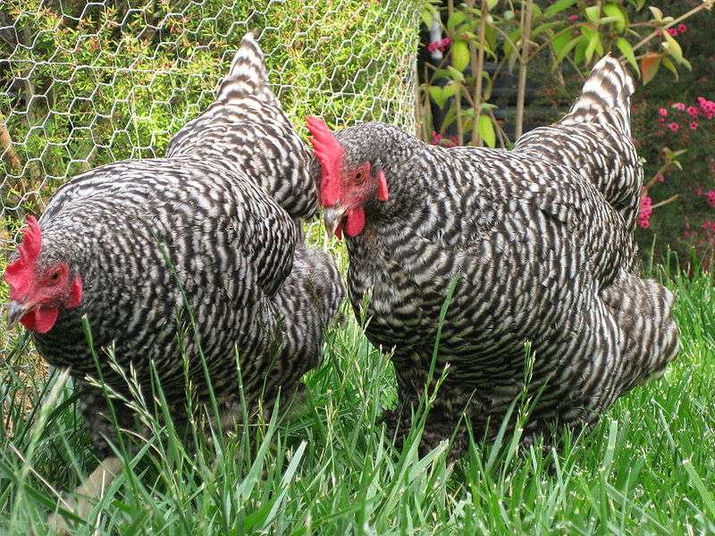 Plymouth-Rock Chickens