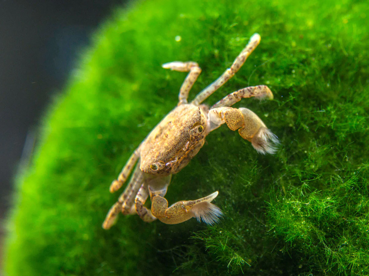 Pom-Pom-Crab