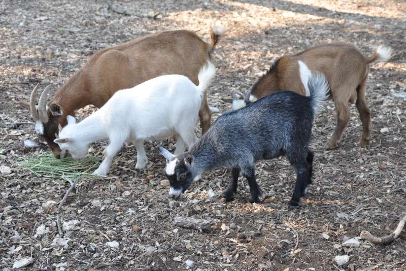 Pygmy Goats