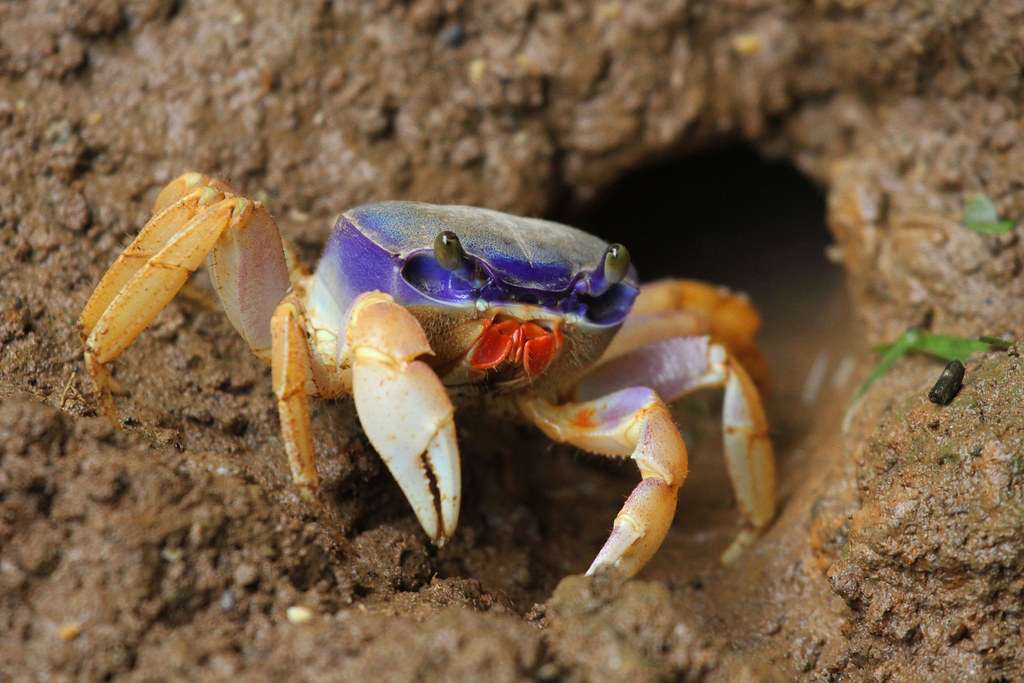 Rainbow-Land Crab