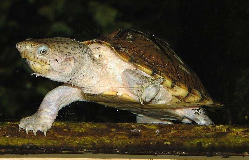 Razor-backed Musk Turtles