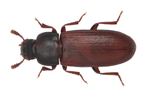 Red-Flour Beetle
