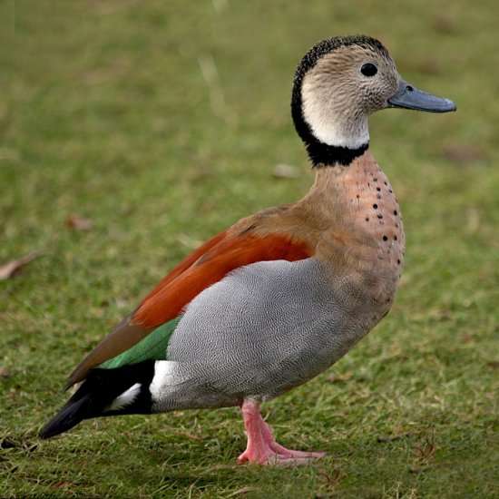 Ringed-Teal Duck